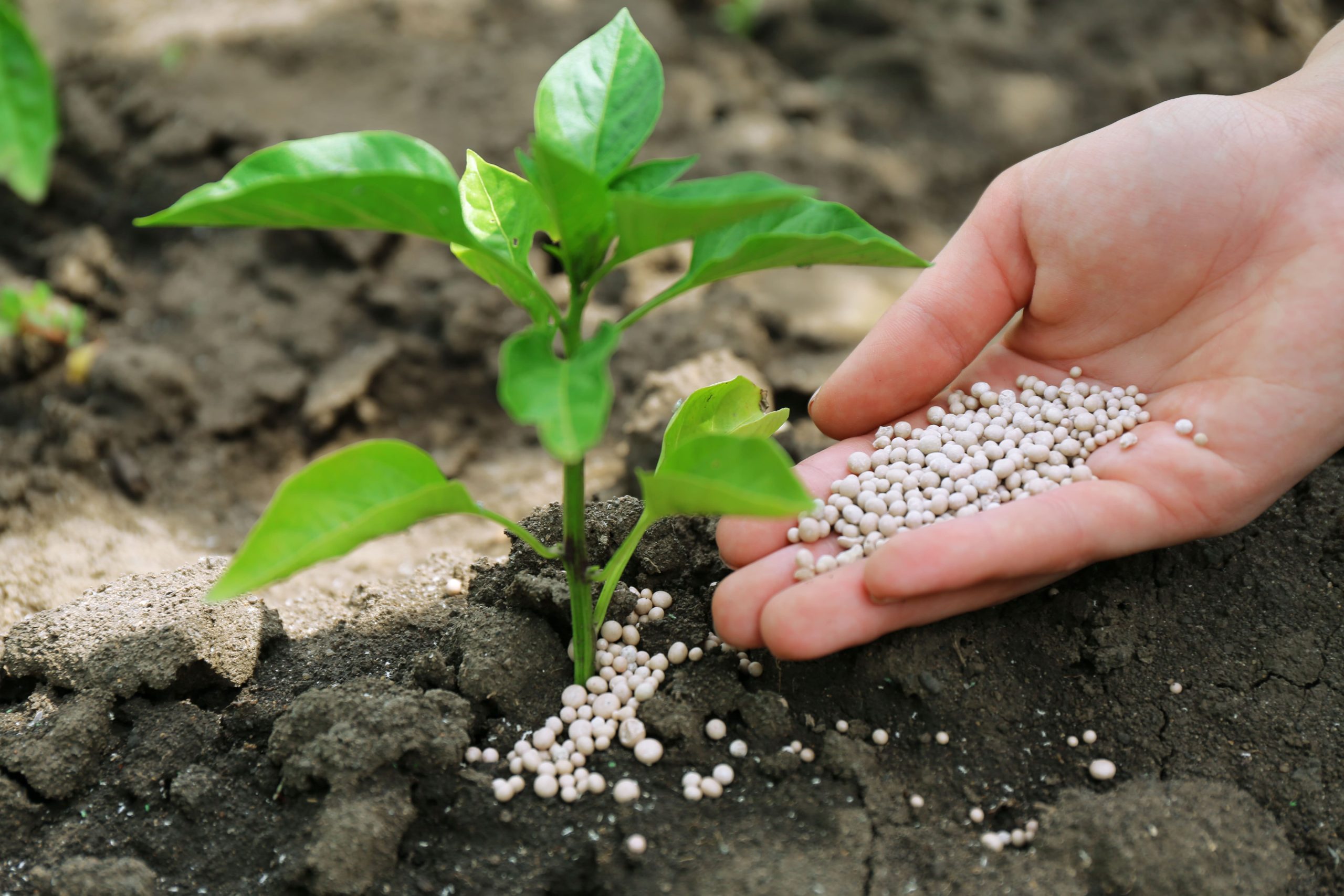 La Importancia de la Sostenibilidad en la Agricultura Moderna